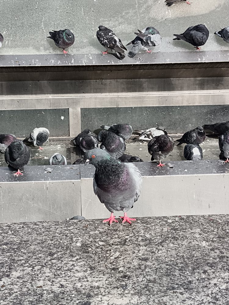 Pigeons in Krakow Old Town